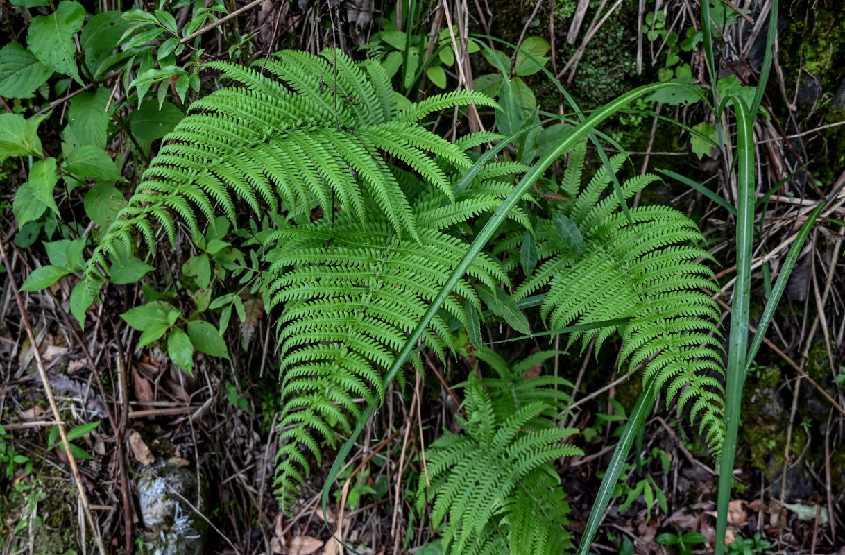 Изображение особи Thelypteris dentata.