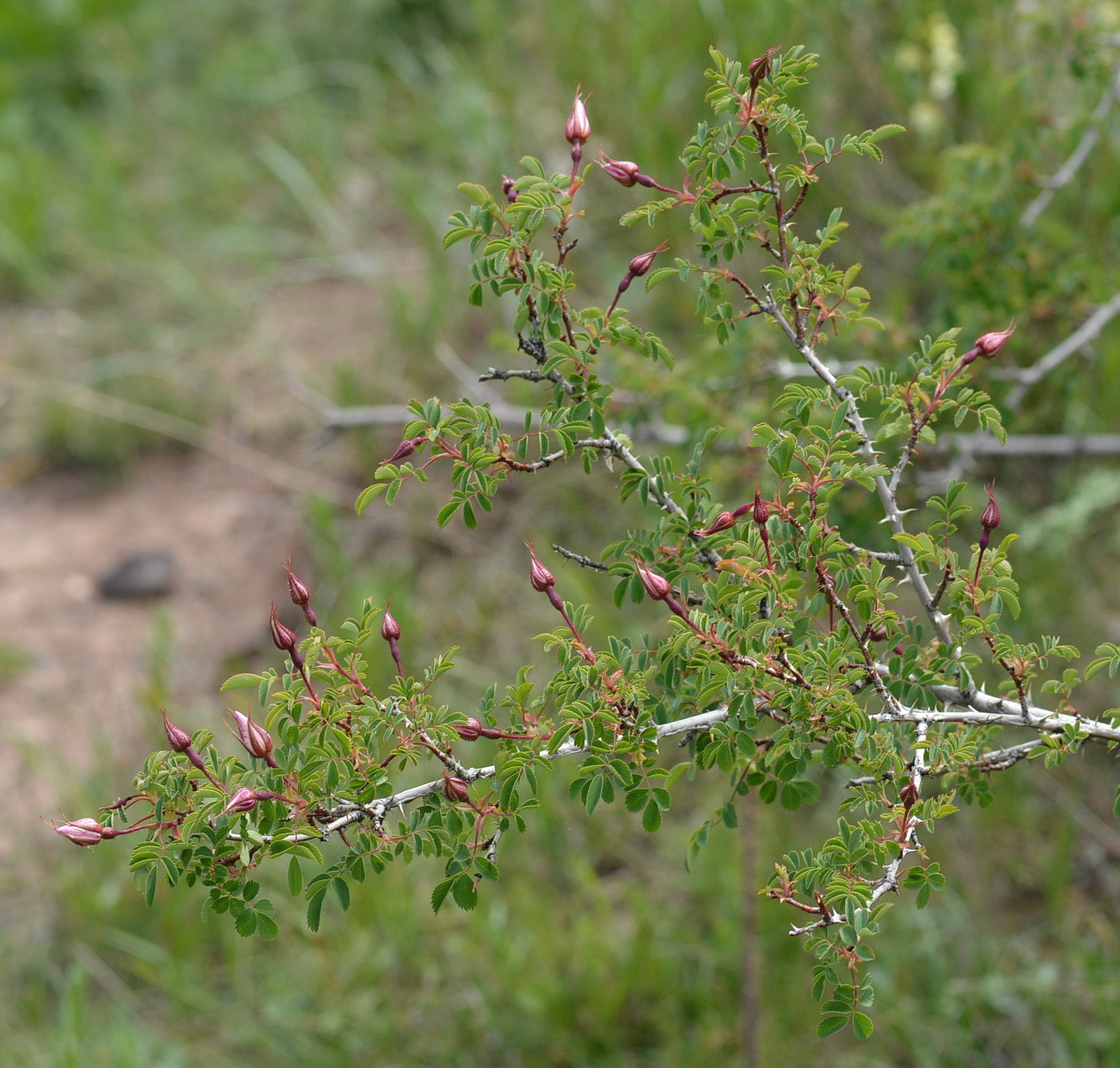 Image of Rosa alberti specimen.