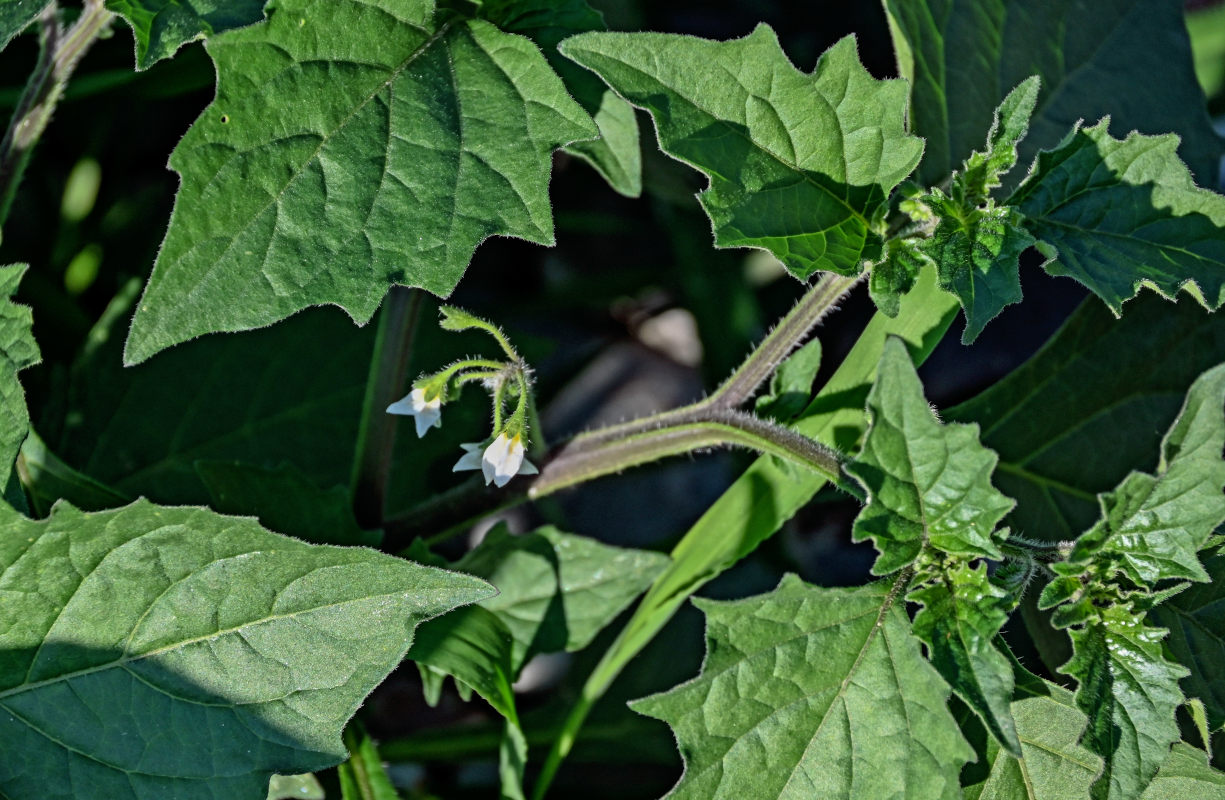 Image of Solanum physalifolium specimen.