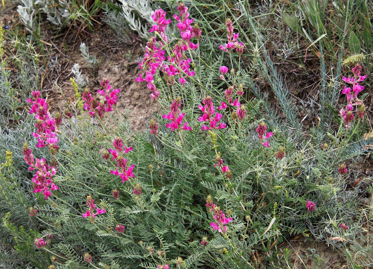 Image of Hedysarum tauricum specimen.