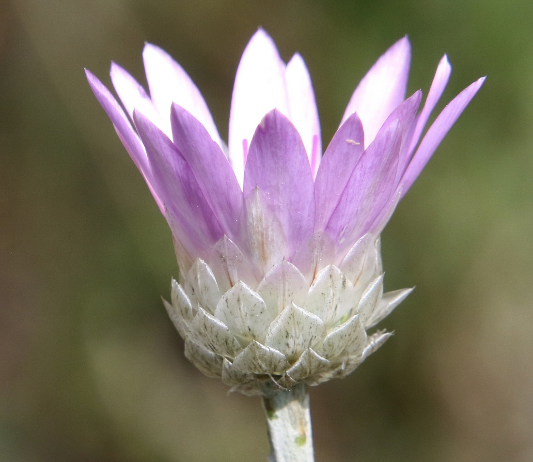 Image of Xeranthemum annuum specimen.