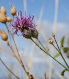 Centaurea apiculata. Верхушка веточки с соцветиями. Самарская обл., Ставропольский р-н, окр. с. Жигули, Молодецкий курган, каменистый склон. 7 сентября 2023 г.