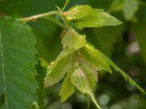 Carpinus orientalis. Соплодие и часть листа. Крым, Южный Берег, сев. склон горы Аю-Даг, дубовый лес. 25.05.2024.