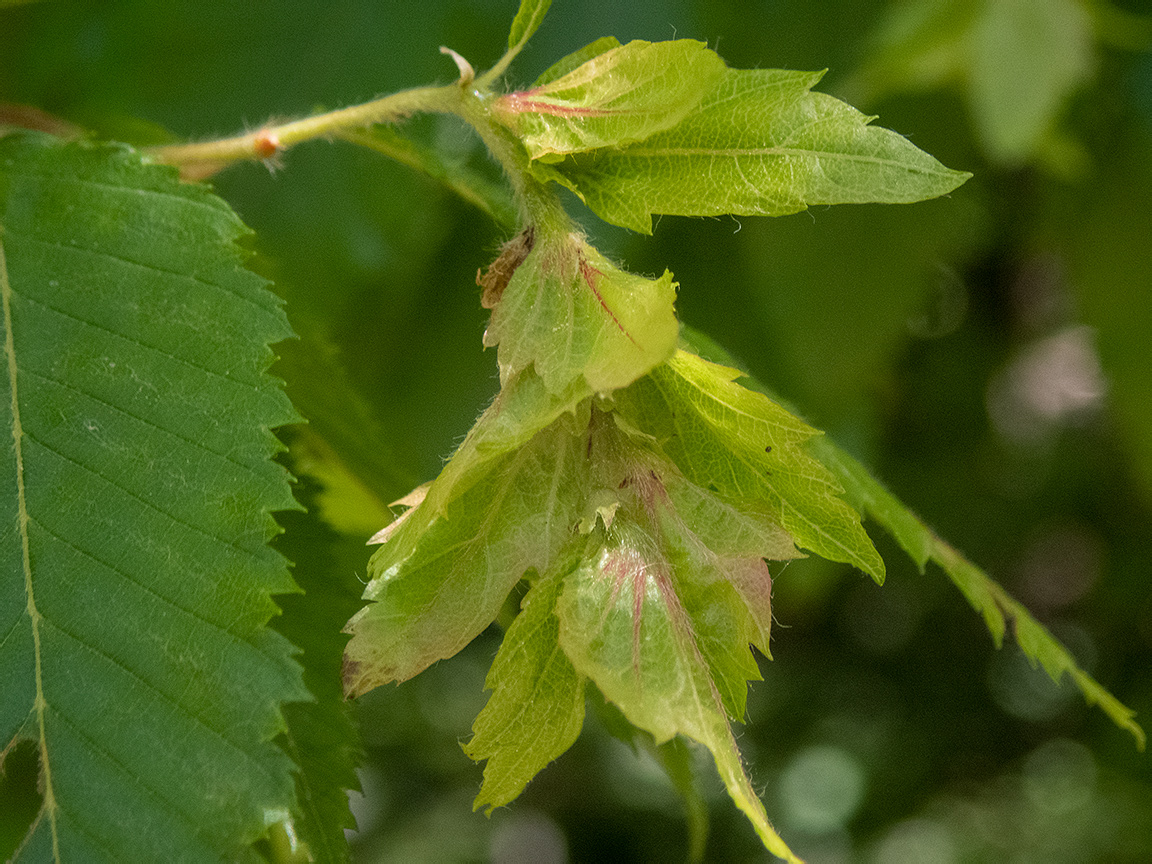 Изображение особи Carpinus orientalis.