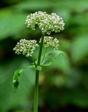 Valeriana alliariifolia. Верхушка побега с соцветием на стадии бутонизации. Грузия, Самцхе-Джавахети, национальный парк \"Боржоми-Харагаули\", опушка смешанного леса. 11.06.2023.