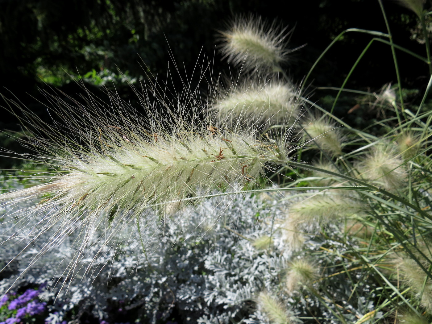 Изображение особи Pennisetum villosum.