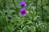 Centaurea scabiosa. Верхушки побегов с цветущими и развивающимися соцветиями. Вологодская обл., Кирилловский р-н, Ципина гора, опушка смешанного леса. 12.07.2024.