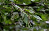 Alnus incana. Верхушка ветви с соцветиями и повреждёнными листьями. Московская обл., Волоколамский гор. округ, долина р. Каменка, берег реки, у воды. 17.08.2024.