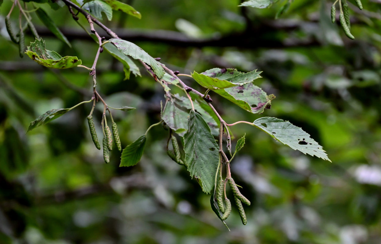 Изображение особи Alnus incana.