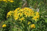 Senecio sarracenicus