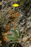 Pilosella × bifurca. Цветущее растение. ЮВ Крым, хр. Биюк-Янышар, гора Джан-Куторан. 21 июня 2009 г.