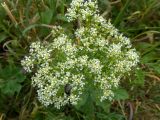 Cardaria draba