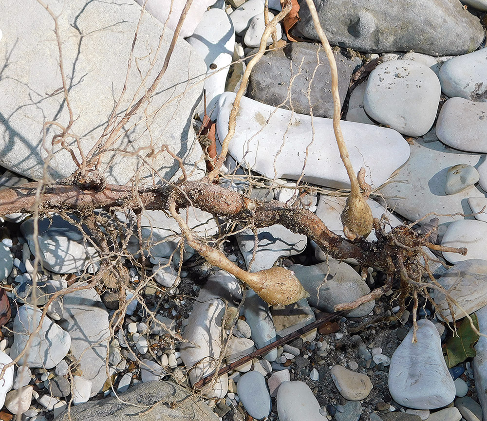 Image of Helianthus tuberosus specimen.