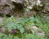 Heracleum sibiricum