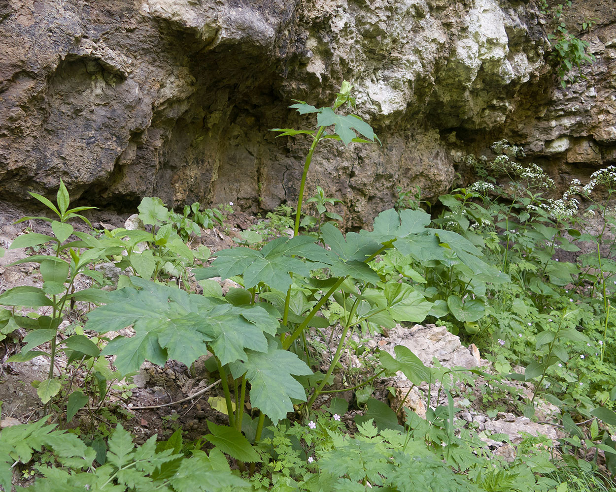 Изображение особи Heracleum sibiricum.