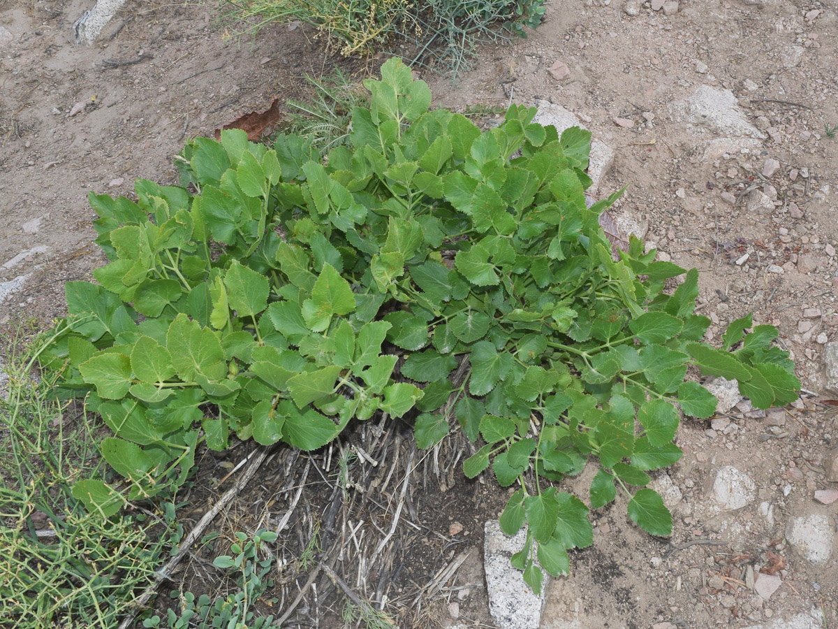 Изображение особи Mediasia macrophylla.