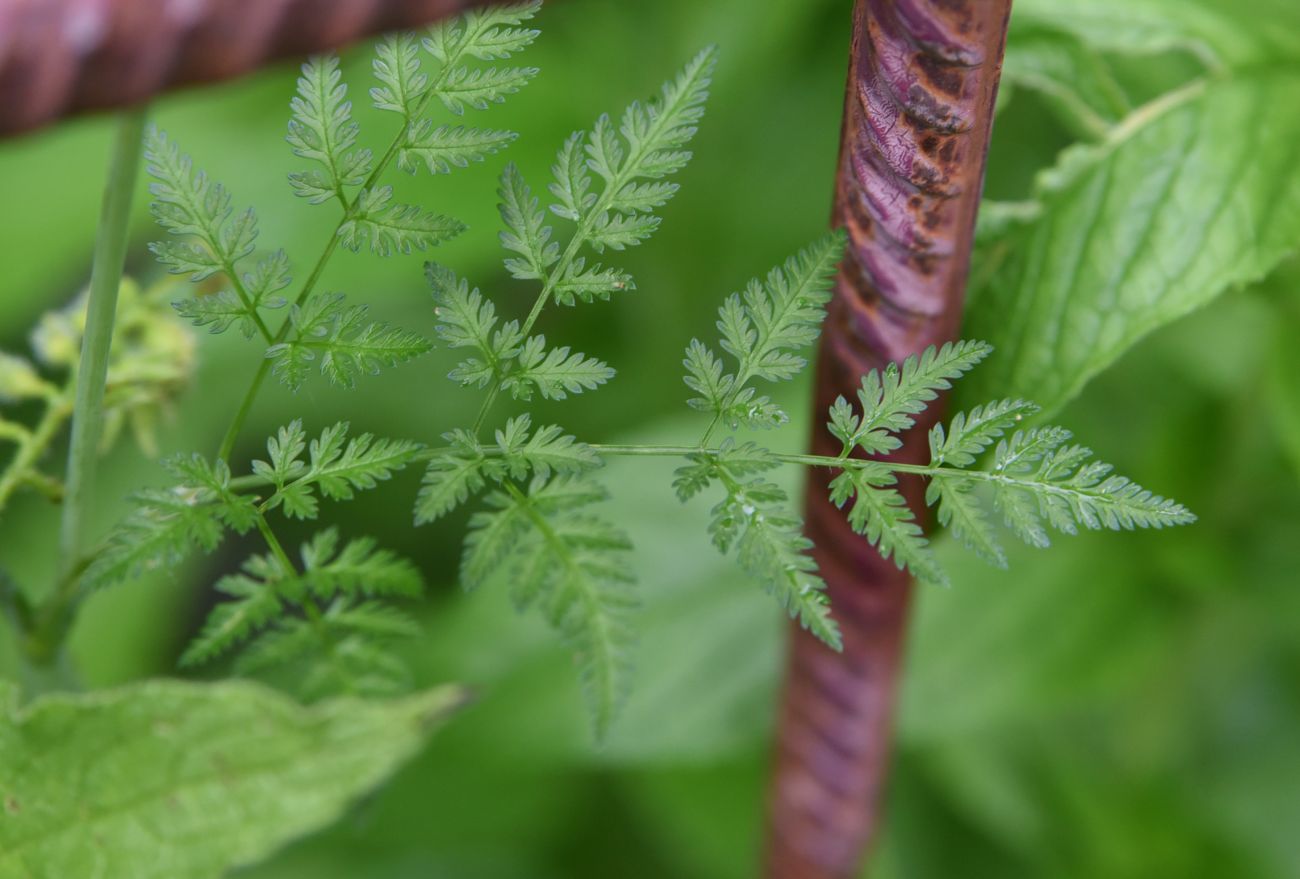 Image of familia Apiaceae specimen.
