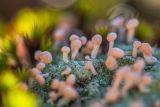 Dibaeis baeomyces
