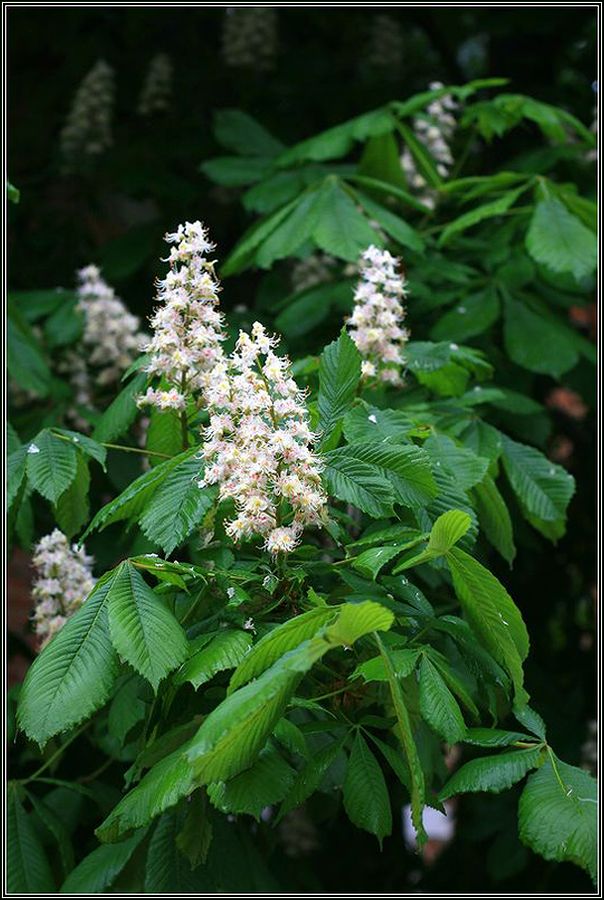 Image of Aesculus hippocastanum specimen.