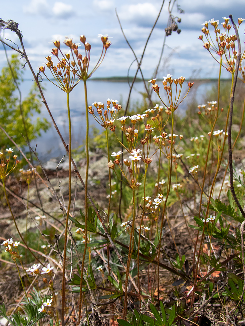 Image of Androsace septentrionalis specimen.