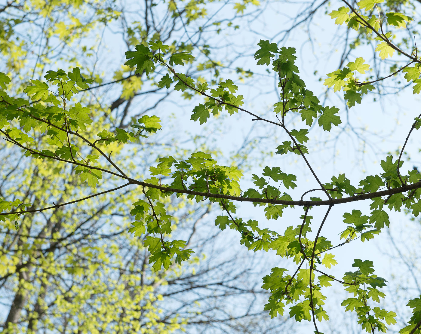 Изображение особи Acer campestre.