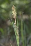 View full-size image Carex cuspidata
