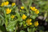 Смотреть изображение Caltha palustris