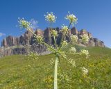 View full-size image Heracleum asperum
