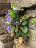 Viola dehnhardtii. Цветущее растение между камней в стене. Южный Берег Крыма, гора Аю-Даг. 19 апреля 2011 г.