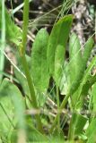 View full-size image genus Rumex