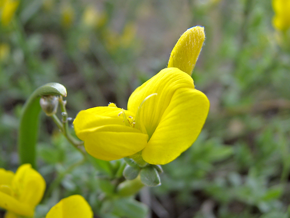 Image of Genista scythica specimen.