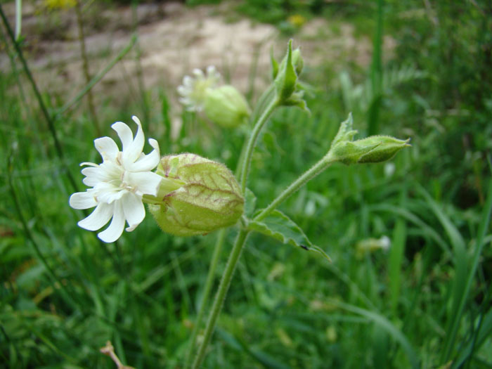 Image of Silene fedtschenkoana specimen.