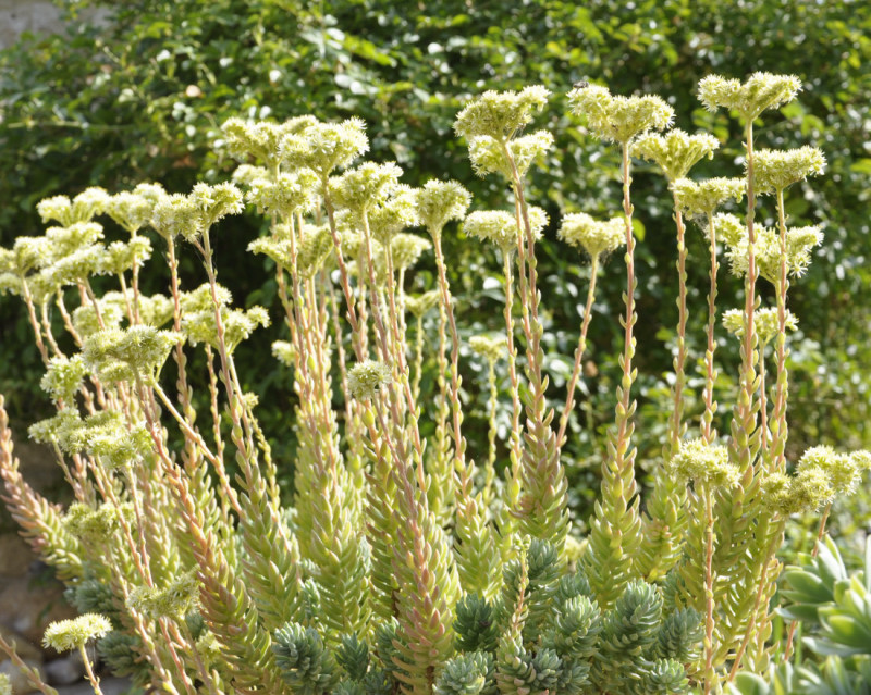 Image of Sedum sediforme specimen.