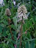 Astragalus uliginosus