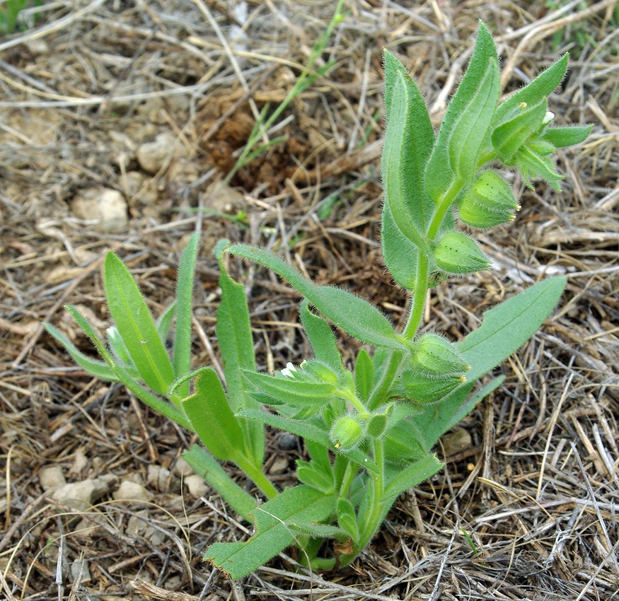 Image of Nonea caspica specimen.