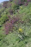 Cercis griffithii