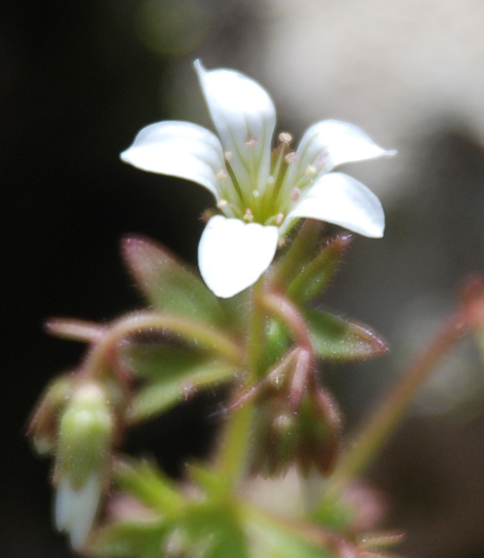 Image of Saxifraga irrigua specimen.