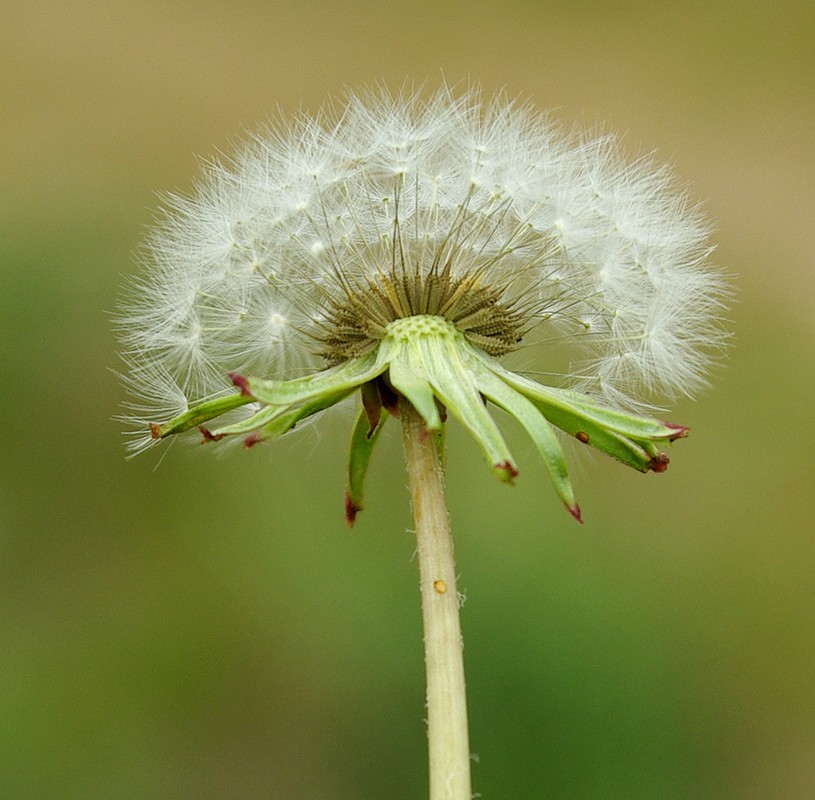 Изображение особи Taraxacum karatavicum.