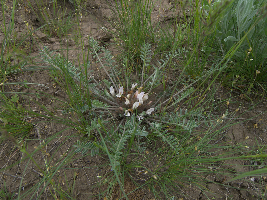 Image of Astragalus dolichophyllus specimen.