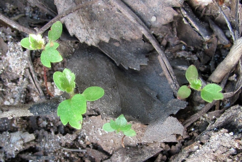 Image of genus Betula specimen.