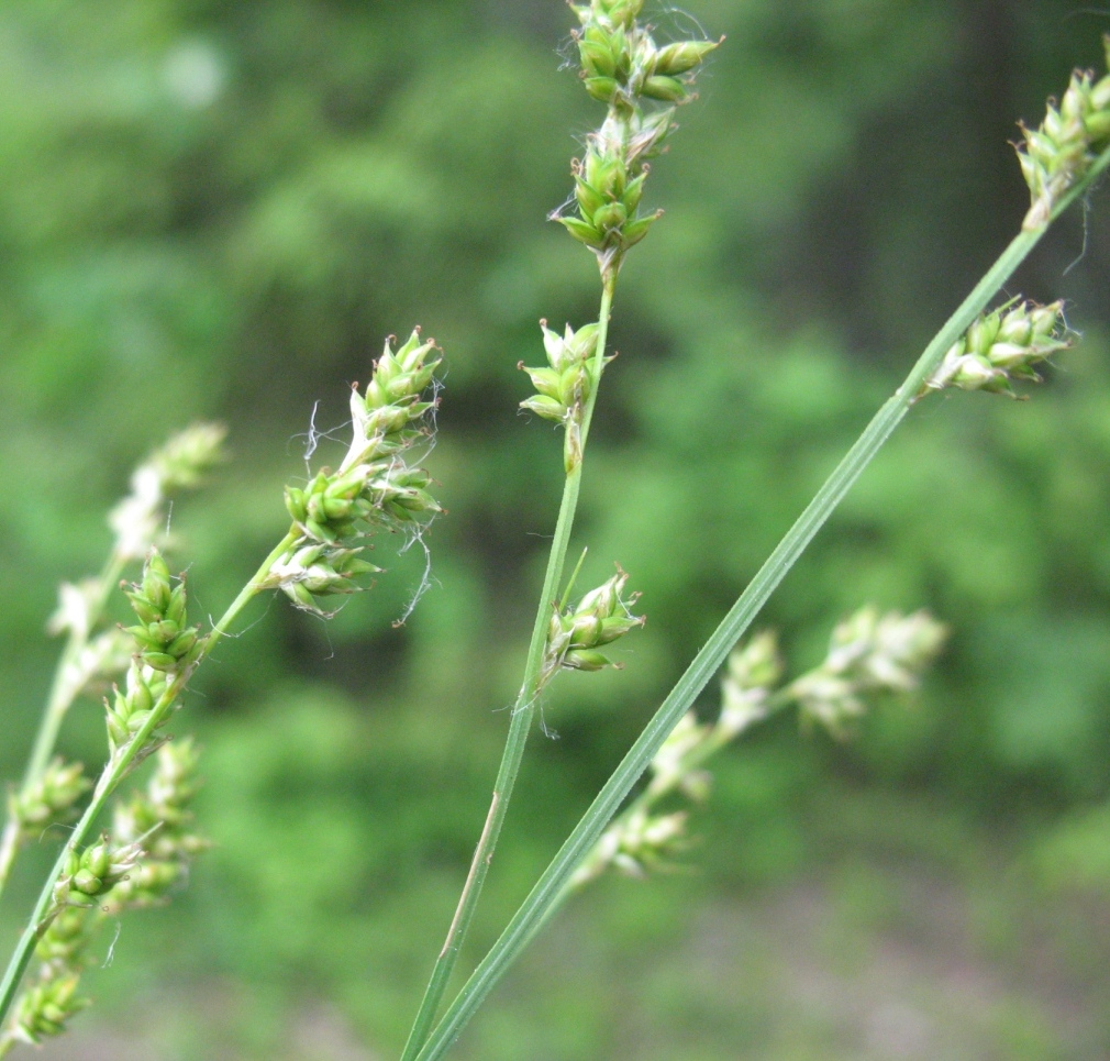 Image of Carex brunnescens specimen.