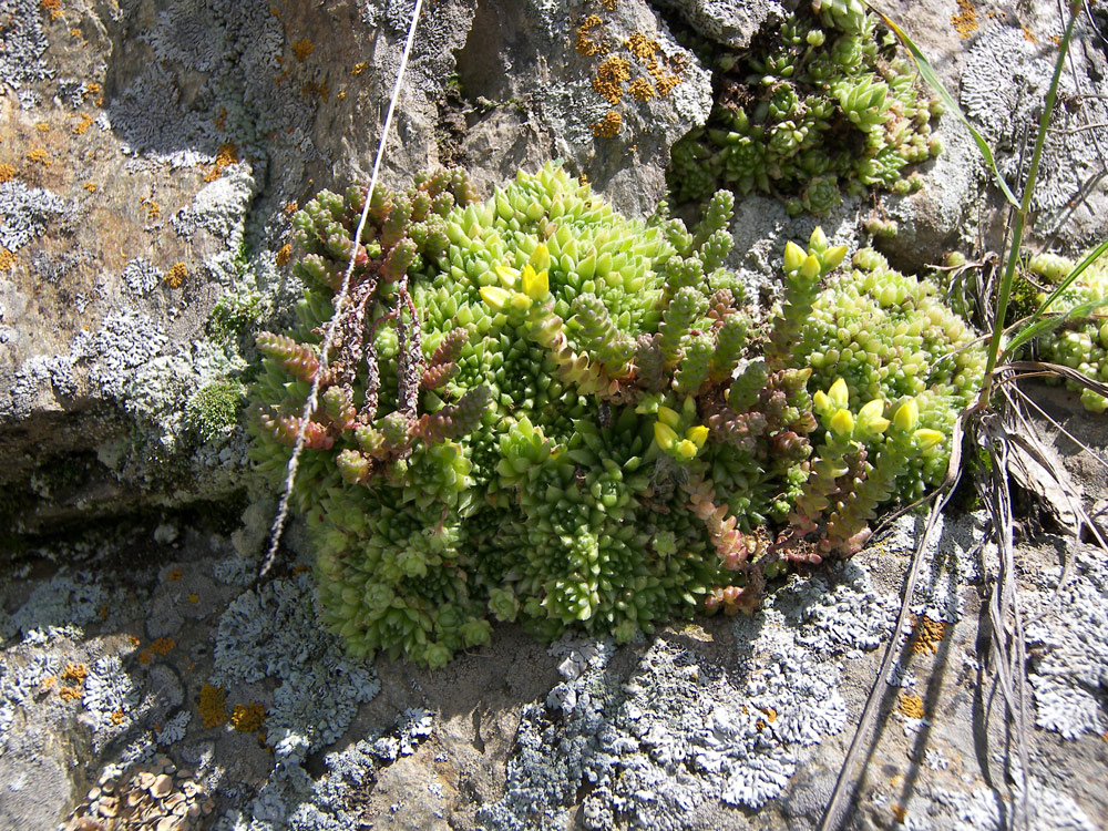 Изображение особи Sempervivum pumilum.