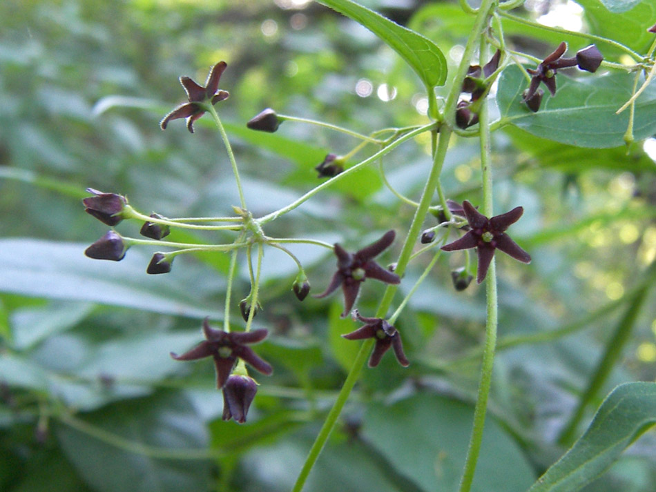 Image of Vincetoxicum scandens specimen.