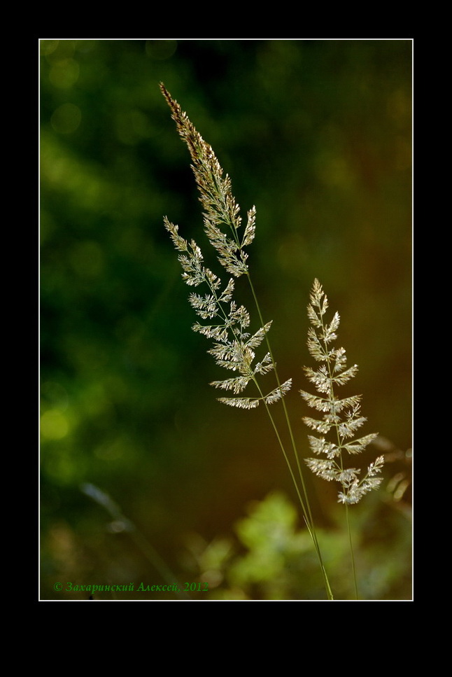 Image of Calamagrostis epigeios specimen.