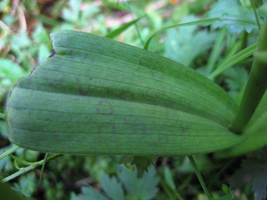 Image of Dactylorhiza majalis specimen.