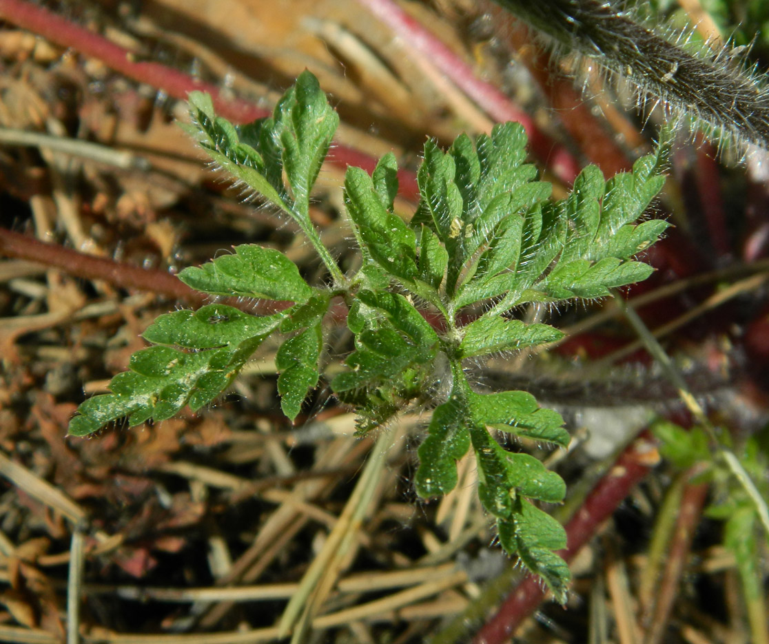 Изображение особи Geranium robertianum.