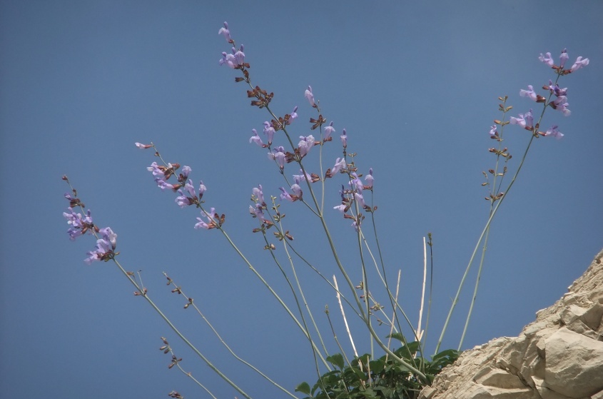 Image of Salvia ringens specimen.