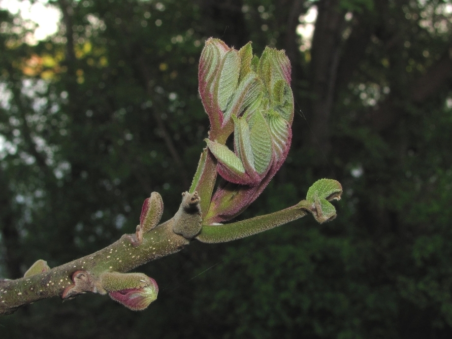 Image of Juglans mandshurica specimen.