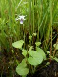 Viola amurica. Цветущее растение на болоте. Приморский край, г. Находка. 13.06.2012.