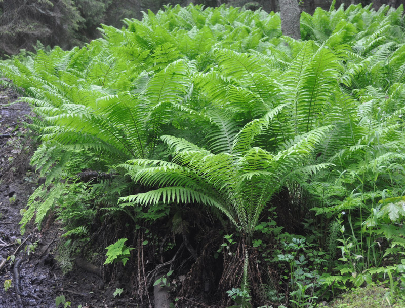 Image of Matteuccia struthiopteris specimen.